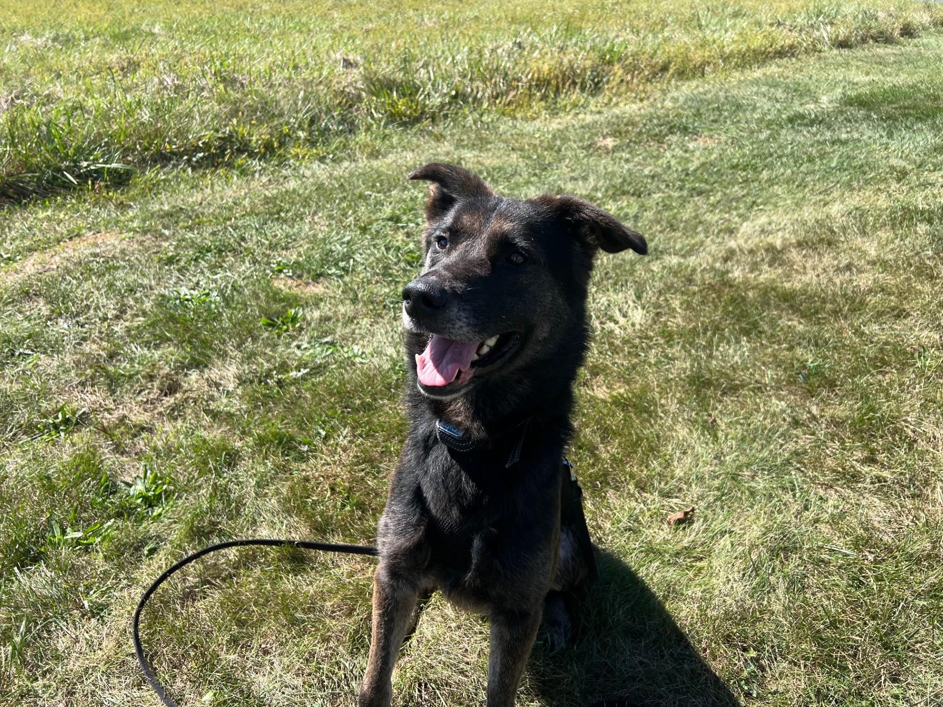 Enlarge Ashy, a Adoptable mixed breed in Edinburg, VA image 3/3