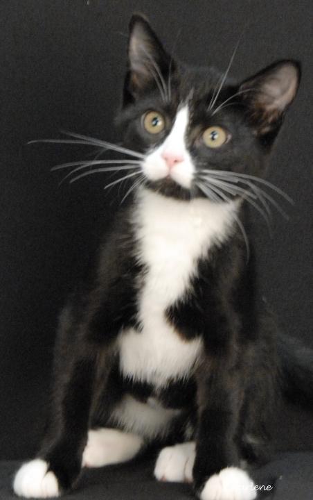 Enlarge Poet, a Adoptable Domestic Short Hair in Newland, NC image 1/2