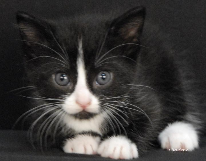 Enlarge Poet, a Adoptable Domestic Short Hair in Newland, NC image 2/2