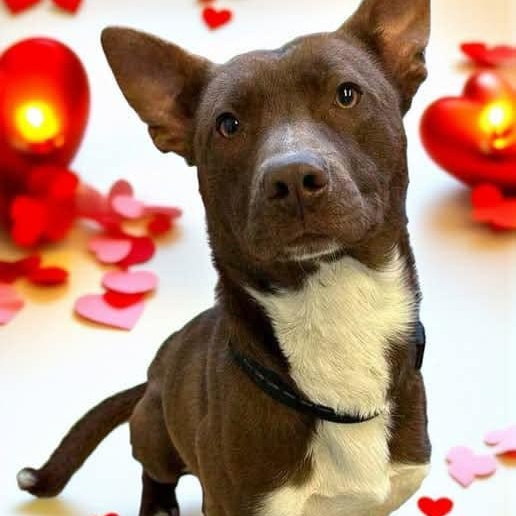 Enlarge Romeo, a Adoptable mixed breed in Dyersburg, TN image 5/6