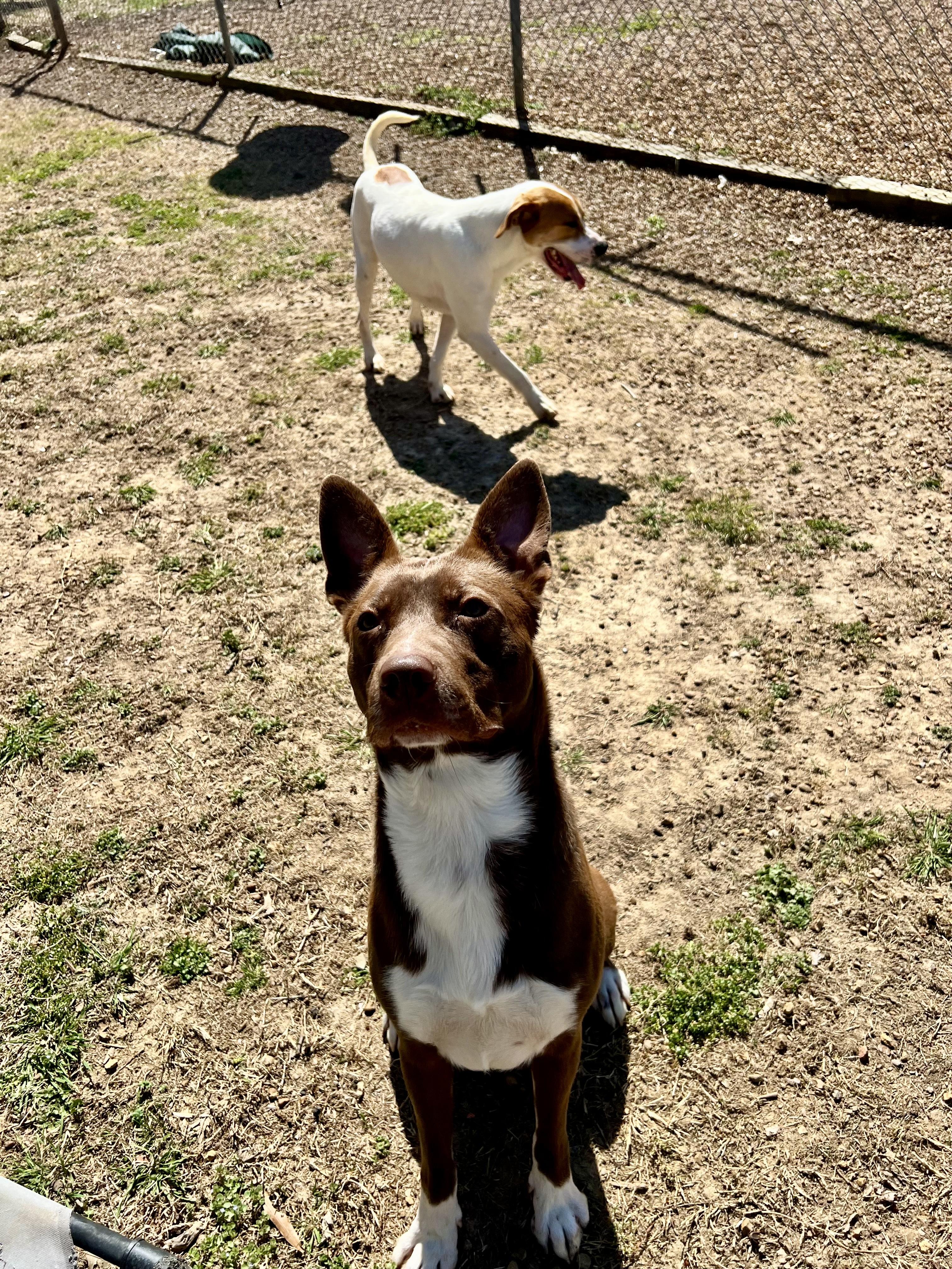 Enlarge Romeo, a Adoptable mixed breed in Dyersburg, TN image 2/6