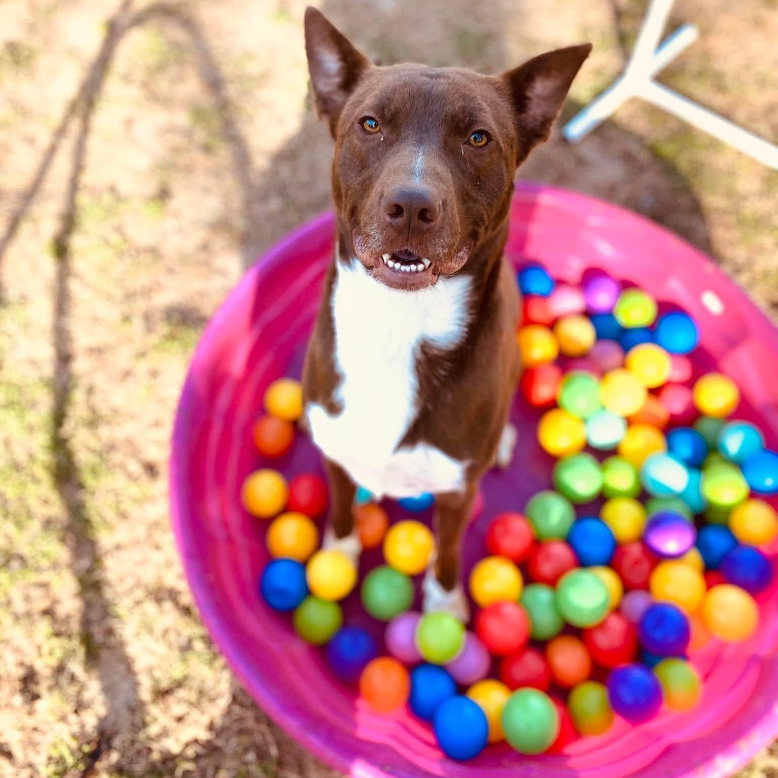 Romeo, Adoptable, Adult Male Chesapeake Bay Retriever.
