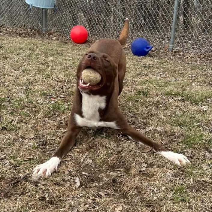 Enlarge Romeo, a Adoptable mixed breed in Dyersburg, TN image 6/6