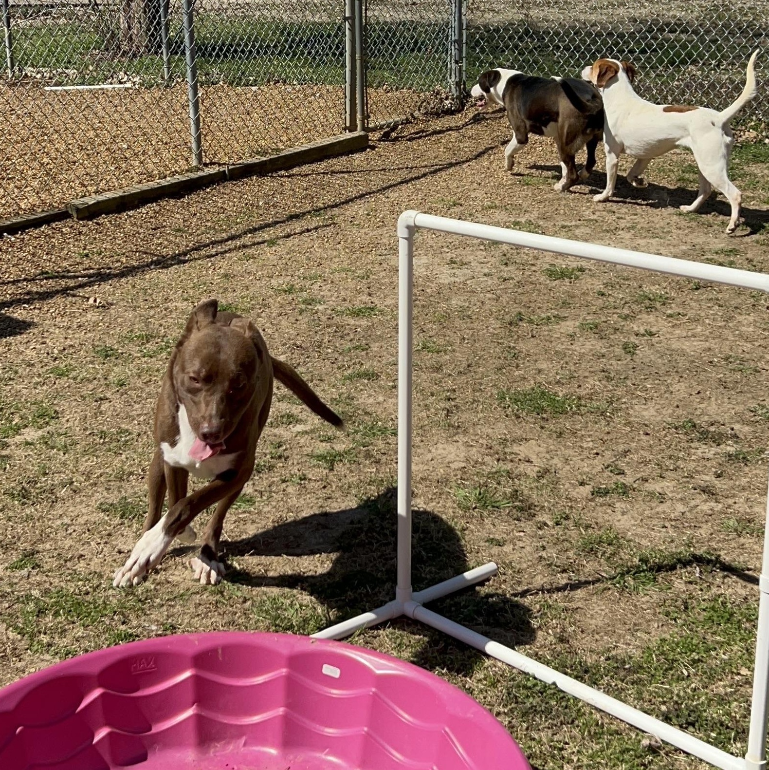 Enlarge Romeo, a Adoptable mixed breed in Dyersburg, TN image 3/6