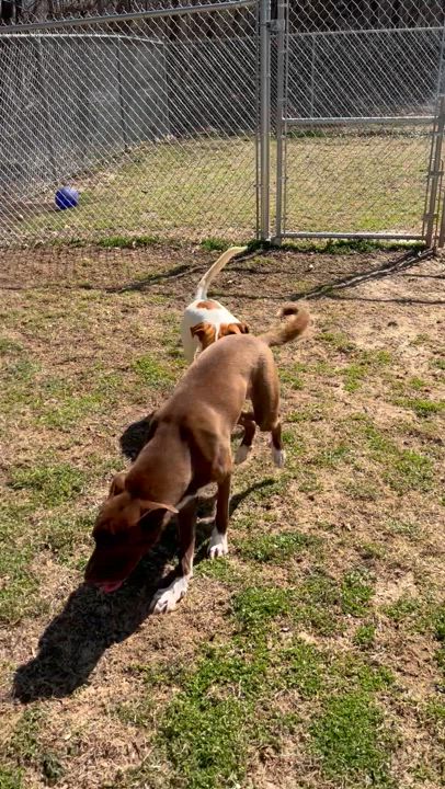 Enlarge Romeo, a Adoptable mixed breed in Dyersburg, TN video 4/6