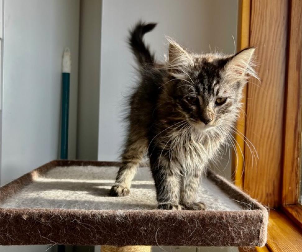 Fluffy 'aka Peanut', a ADOPTABLE Domestic Long Hair in Calgary, AB image 3/5