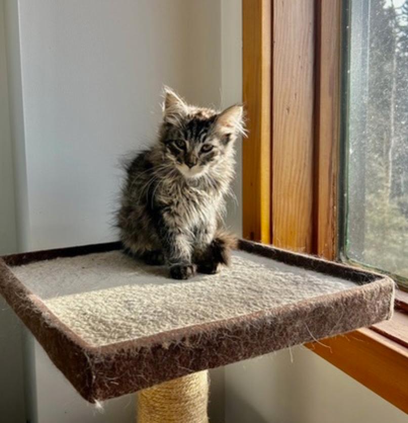 Fluffy 'aka Peanut', a ADOPTABLE Domestic Long Hair in Calgary, AB image 2/5