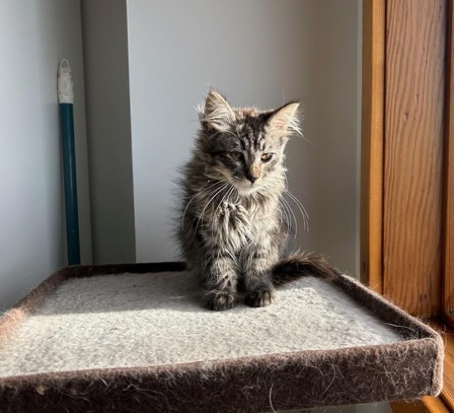 Fluffy 'aka Peanut', ADOPTABLE, Young Male Domestic Long Hair.