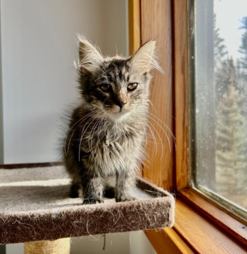 Fluffy 'aka Peanut', a ADOPTABLE Domestic Long Hair in Calgary, AB image 5/5