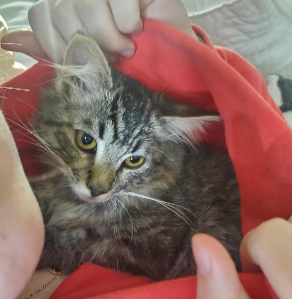 Fluffy 'aka Peanut', a ADOPTABLE Domestic Long Hair in Calgary, AB image 4/5