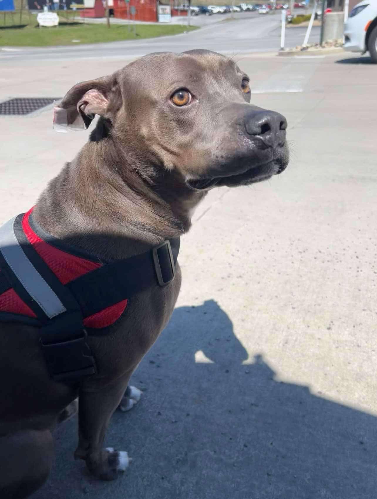 Winston, Adopted, Young Male Pit Bull Terrier & Labrador Retriever.