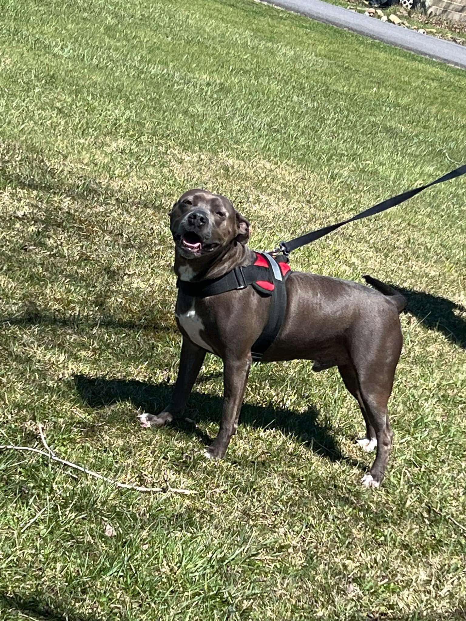Winston, a Adopted mixed breed in Lewistown, PA image 3/3