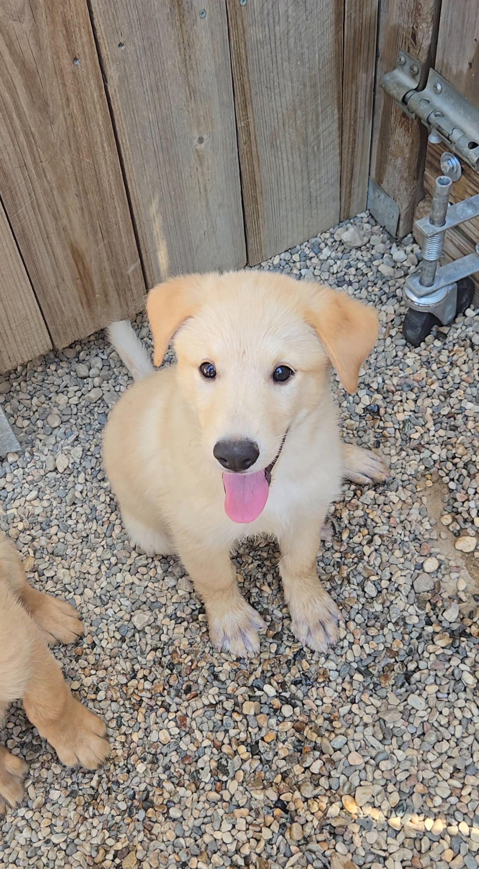 Enlarge Sourdough, a Adoptable Shepherd in Estherville, IA image 1/2