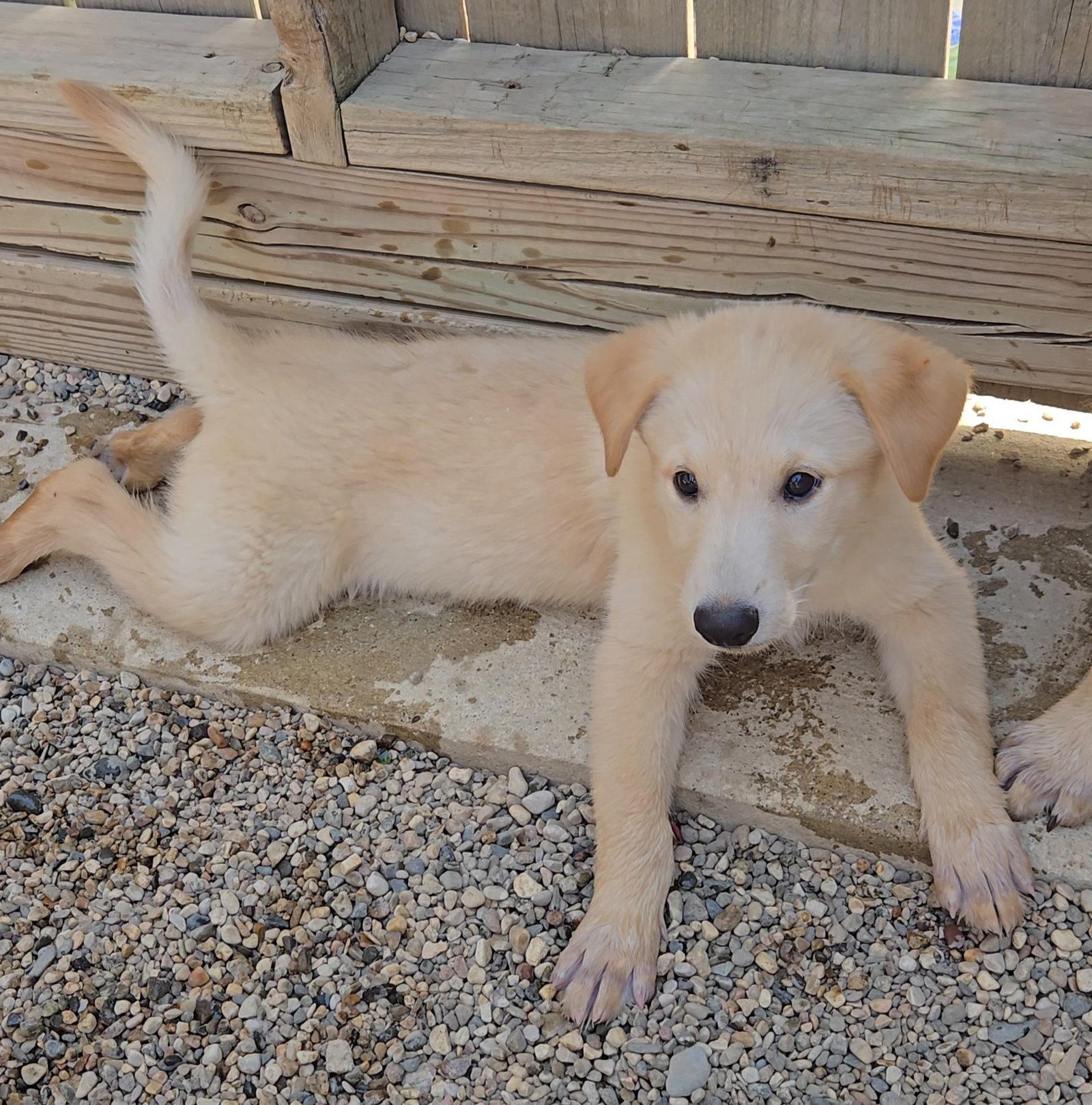 Enlarge Sourdough, a Adoptable Shepherd in Estherville, IA image 2/2