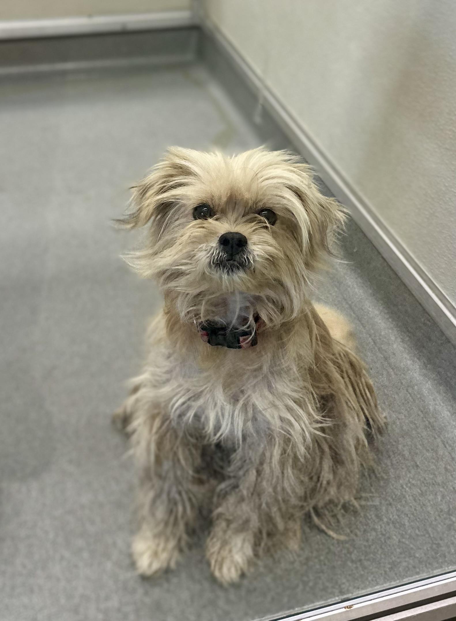 Rye #3977 (814), an adoptable Maltipoo in Victorville, CA, 92392 | Photo Image 1