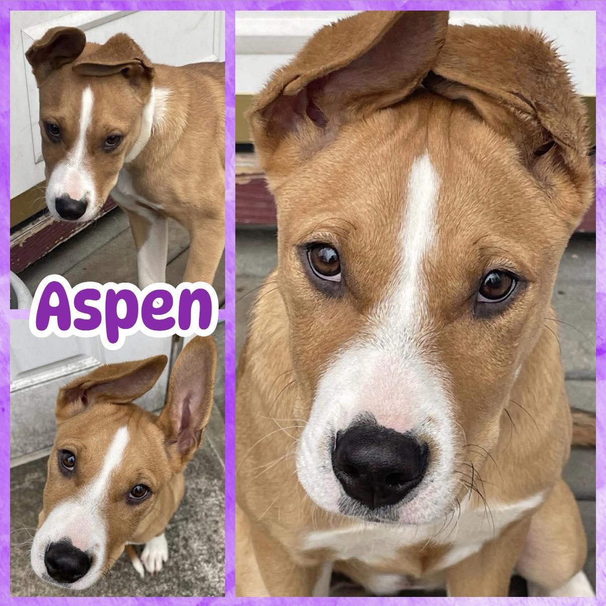 Enlarge Aspen, a ADOPTABLE mixed breed in Ringwood, NJ image 1/2