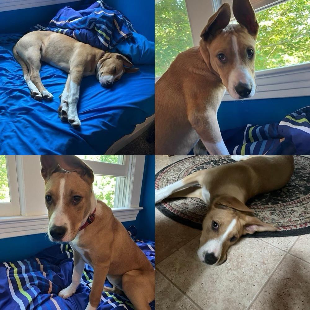 Aspen, ADOPTABLE, Puppy Female Australian Cattle Dog / Blue Heeler & Labrador Retriever.