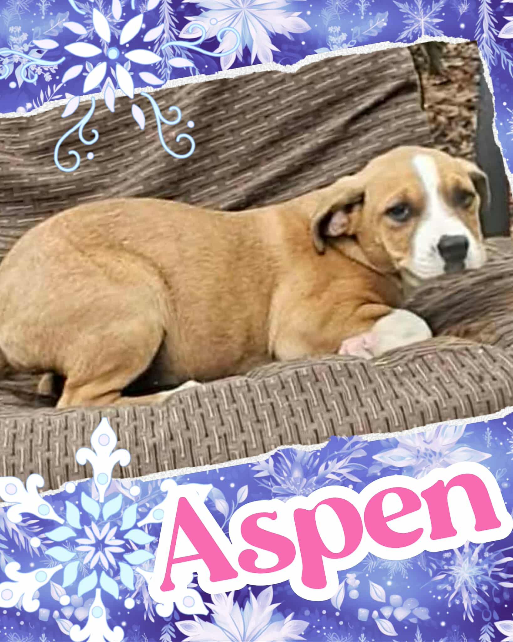 Aspen, ADOPTABLE, Puppy Female Saint Bernard & Labrador Retriever.