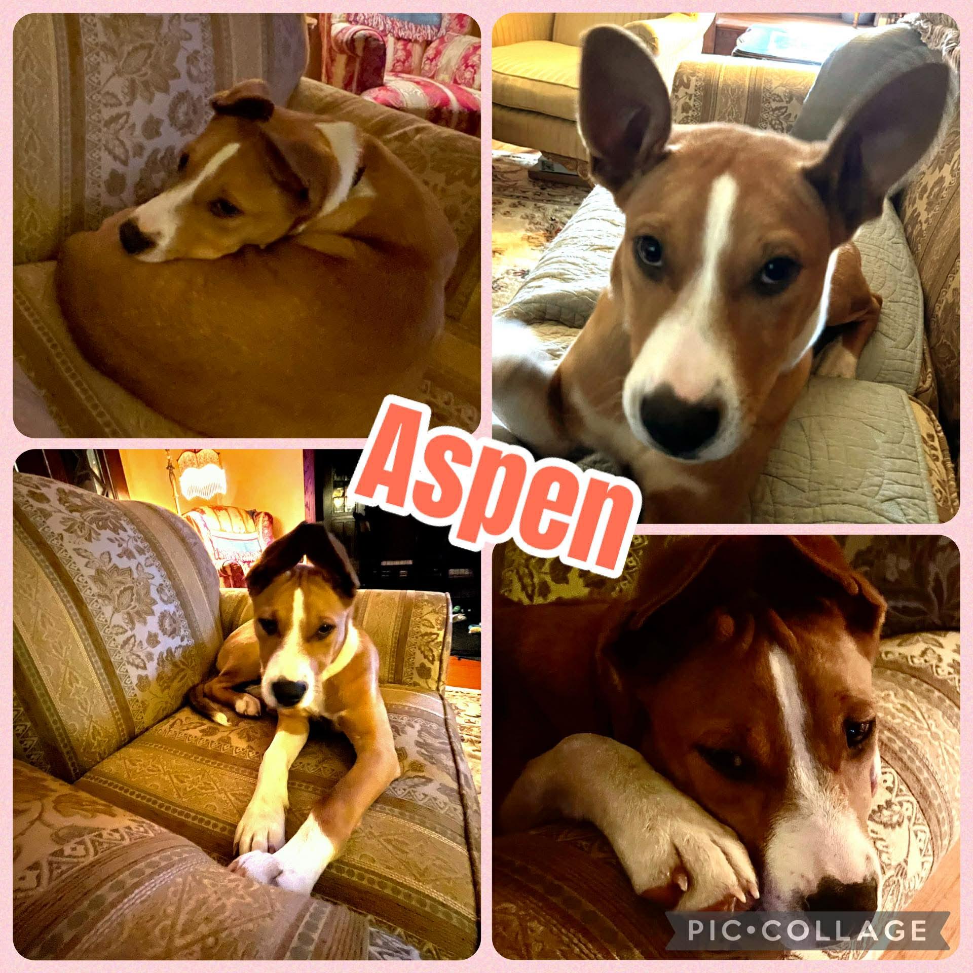 Aspen, ADOPTABLE, Young Female Australian Cattle Dog / Blue Heeler & Labrador Retriever.