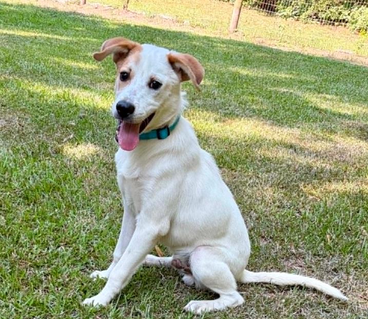 Petey, a ADOPTABLE mixed breed in Eutawville, SC image 2/6