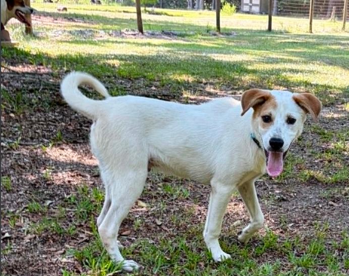 Petey, a ADOPTABLE mixed breed in Eutawville, SC image 3/6