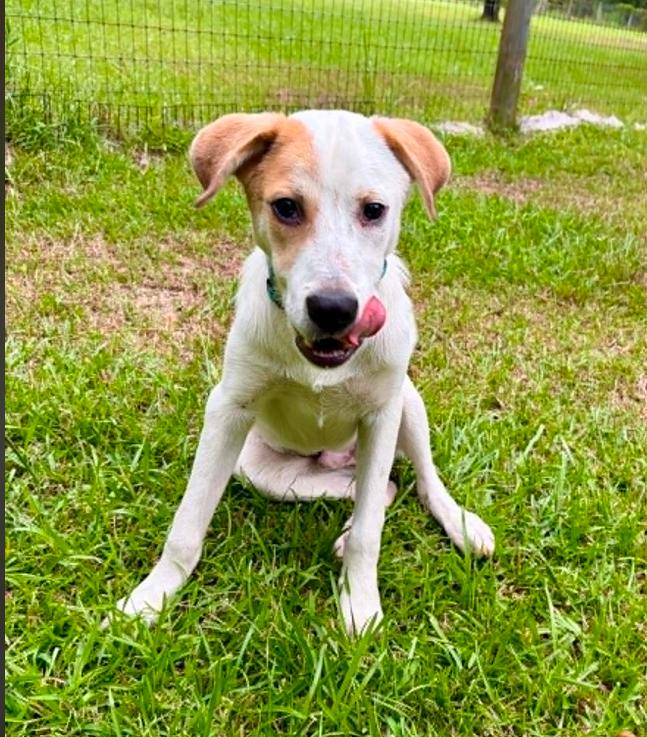 Petey, ADOPTABLE, Puppy Male Mixed Breed.
