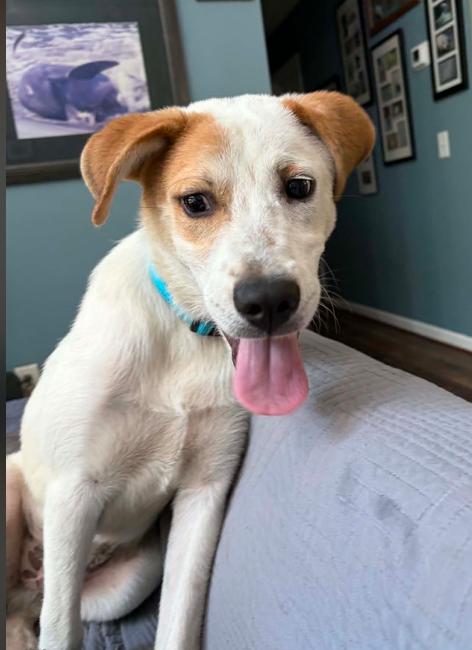 Petey, a ADOPTABLE mixed breed in Eutawville, SC image 5/6