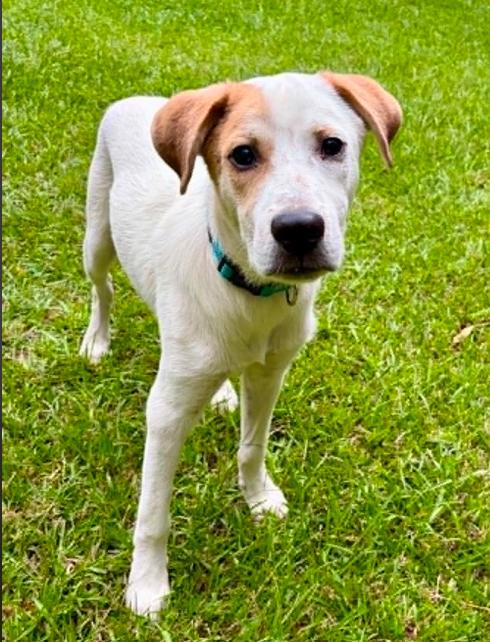 Petey, a ADOPTABLE mixed breed in Eutawville, SC image 6/6