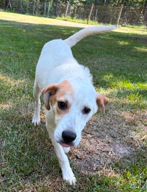 Enlarge Petey, a ADOPTABLE mixed breed in Eutawville, SC image 5/5