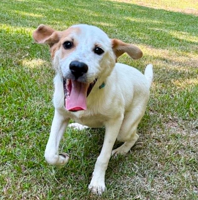 Petey, a ADOPTABLE mixed breed in Eutawville, SC image 4/6