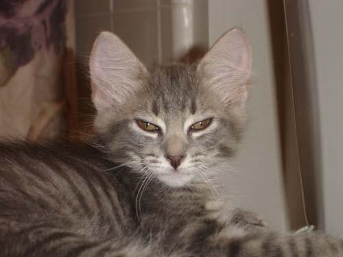 Enlarge Banks, a Adopted mixed breed in Garland, TX image 1/2