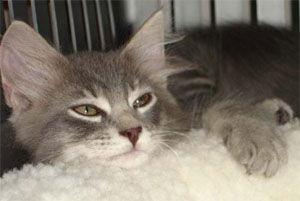 Enlarge Banks, a Adopted mixed breed in Garland, TX image 2/2