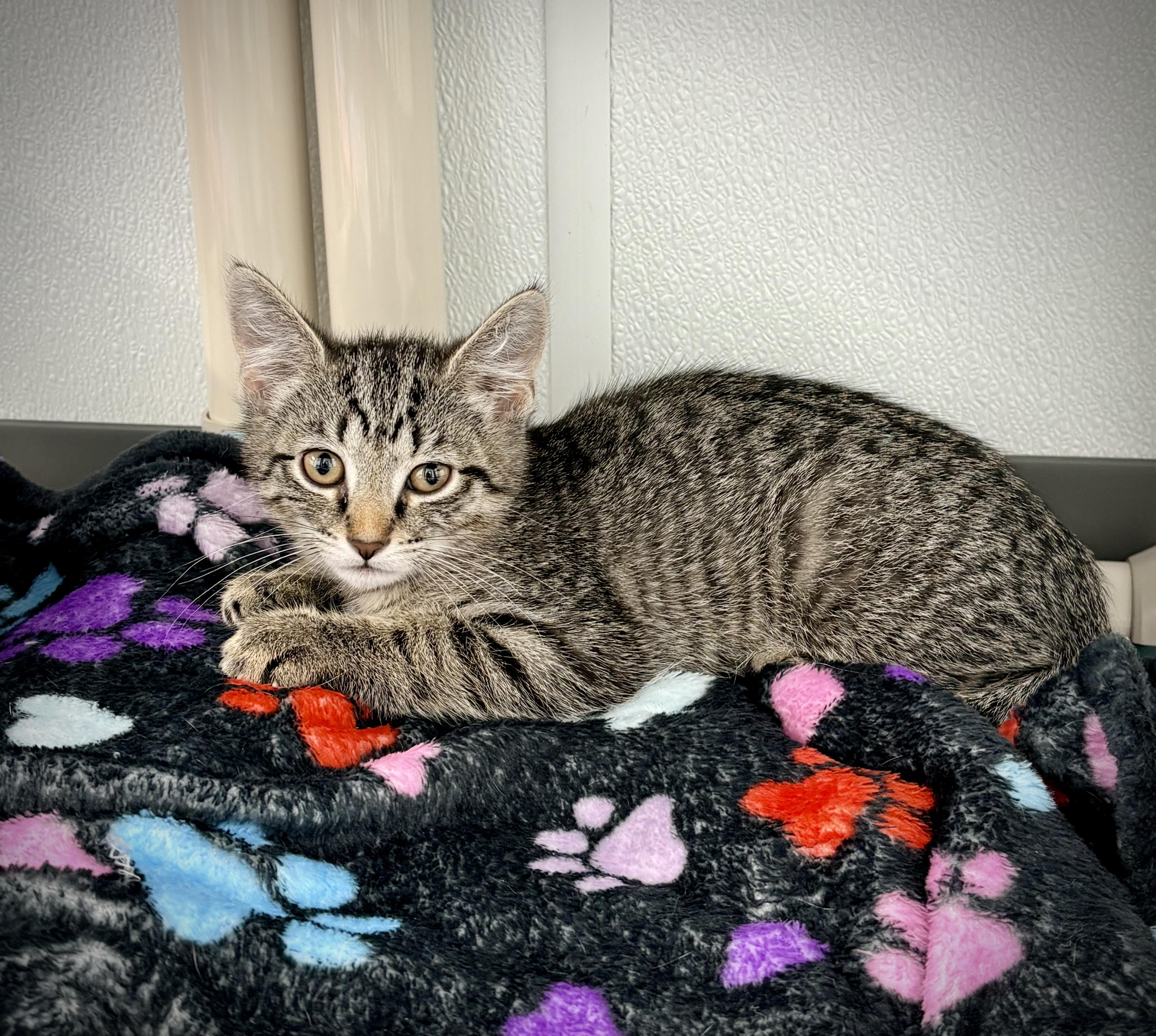 Enlarge Colin, a Adoptable Domestic Short Hair in Kalamazoo, MI image 2/3