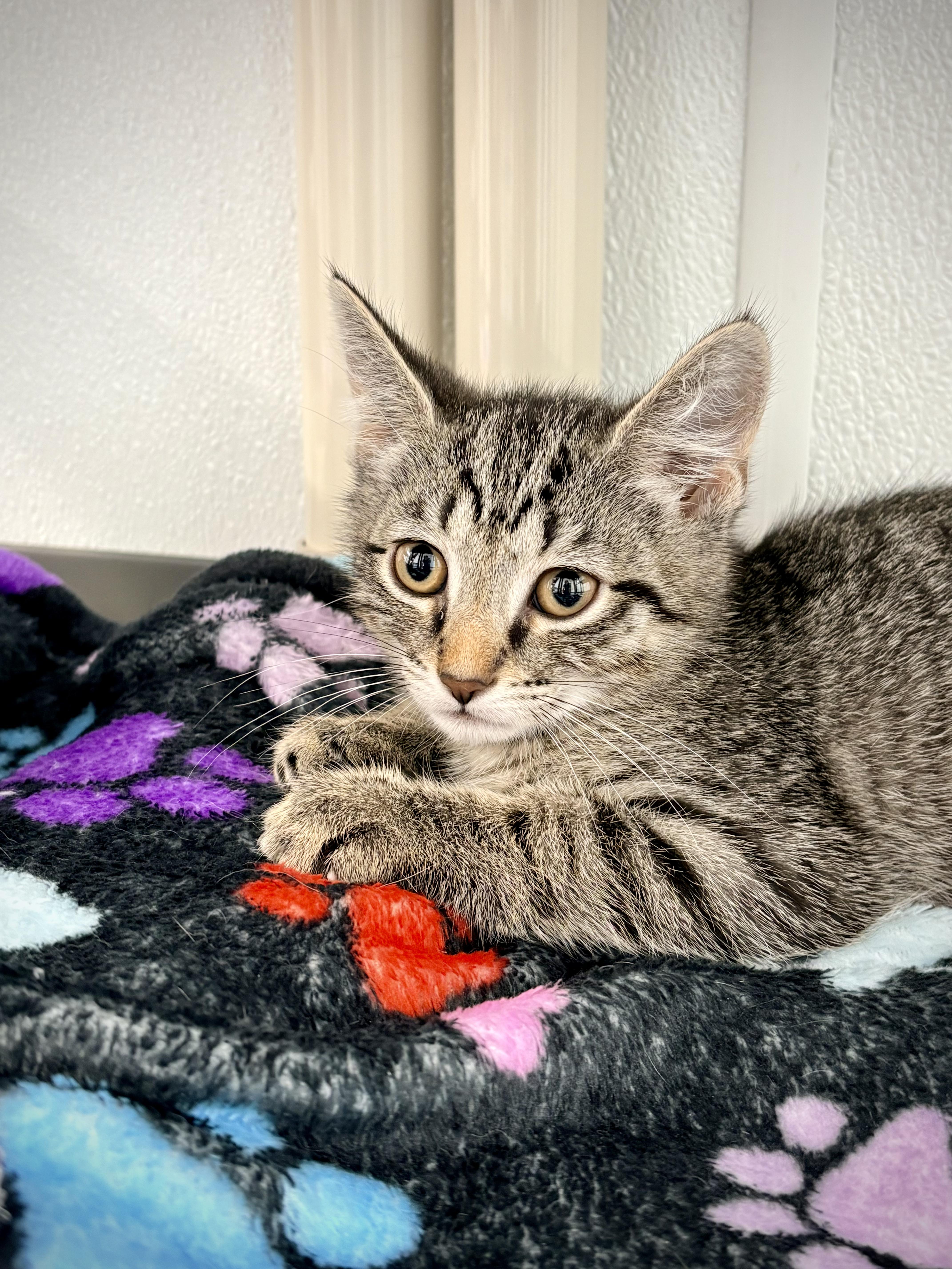Colin, Adoptable, Kitten Male Domestic Short Hair.