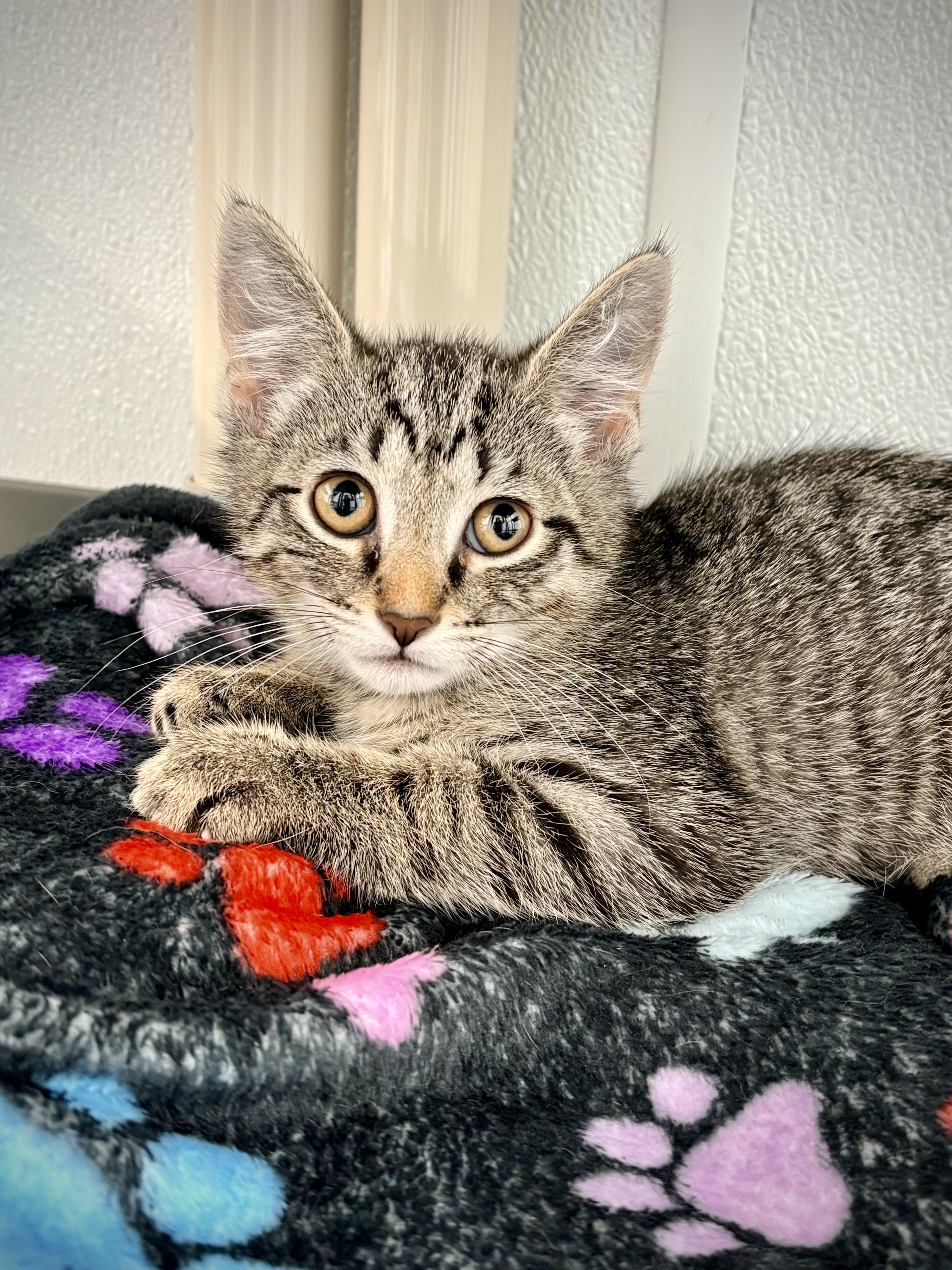 Enlarge Colin, a Adoptable Domestic Short Hair in Kalamazoo, MI image 3/3