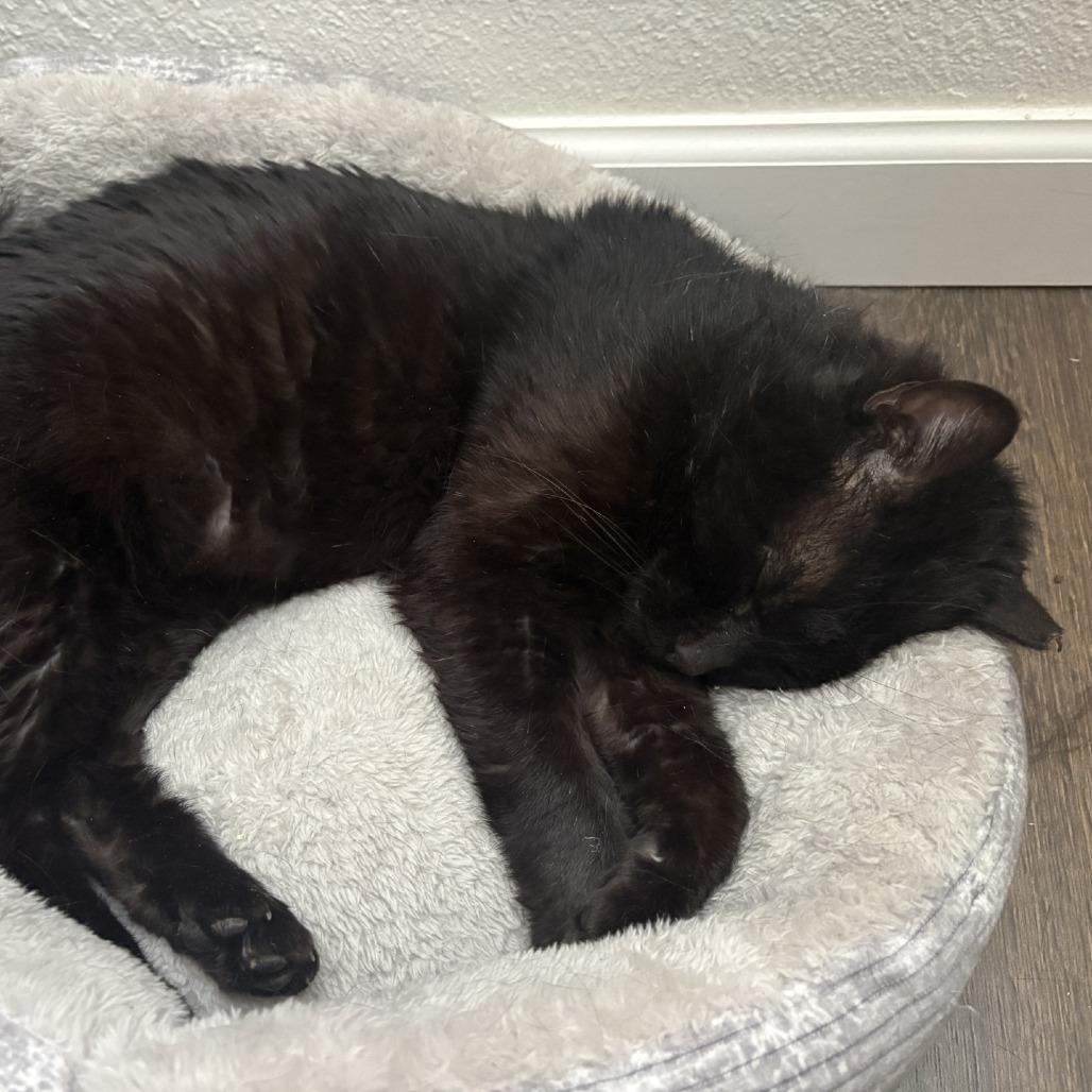Lunar Rover, Adoptable, Adult Male Domestic Short Hair.