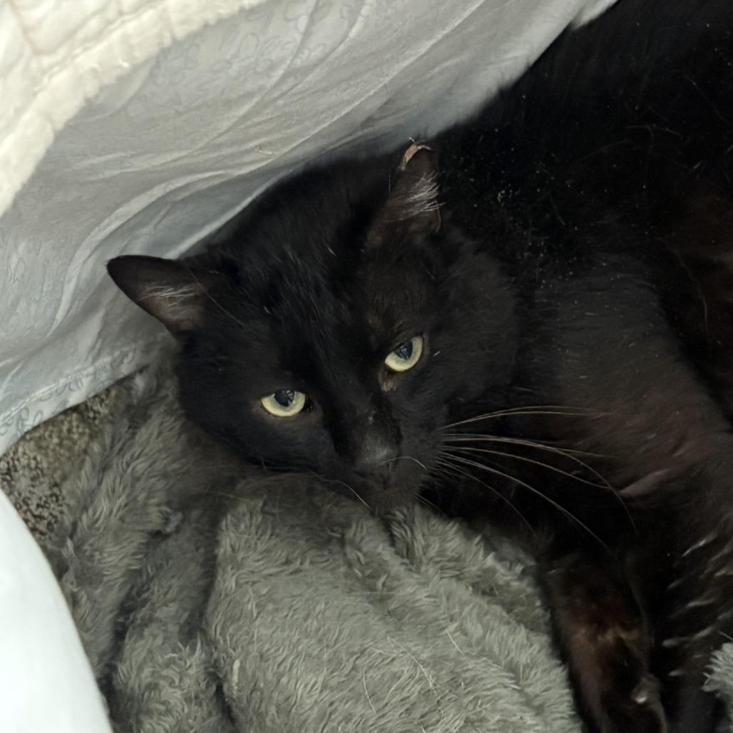 Lunar Rover, a Adoptable Domestic Short Hair in Salt Lake City, UT image 2/6