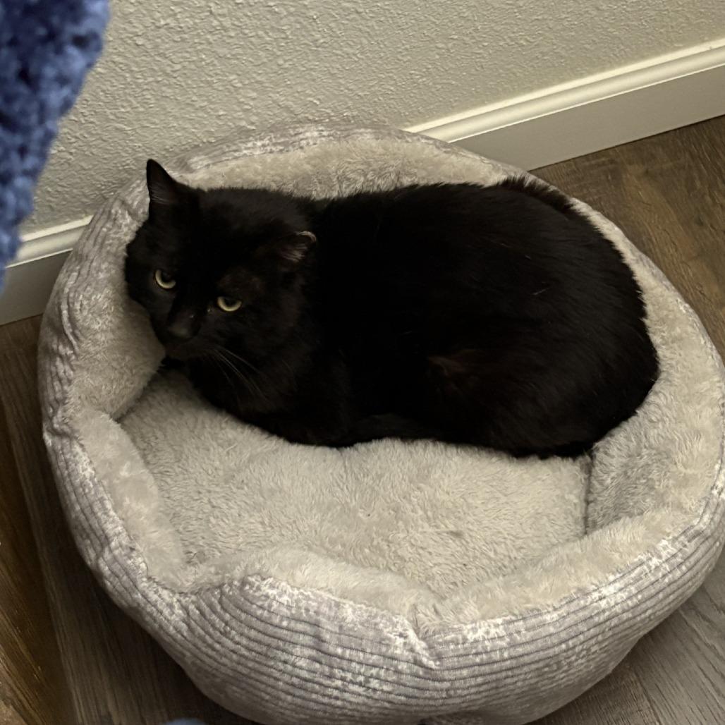 Lunar Rover, a Adoptable Domestic Short Hair in Salt Lake City, UT image 3/6