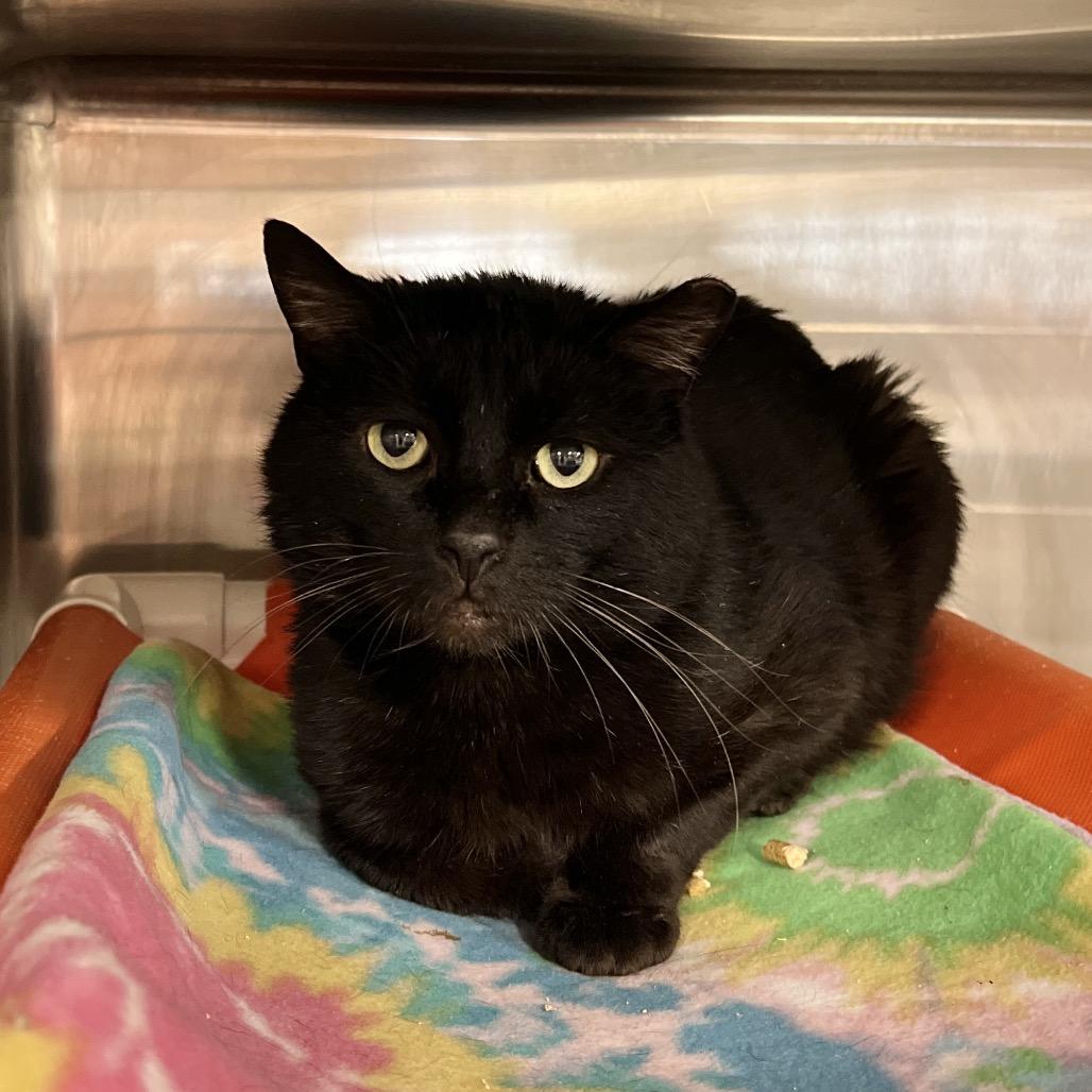 Lunar Rover, Adoptable, Adult Male Domestic Short Hair.