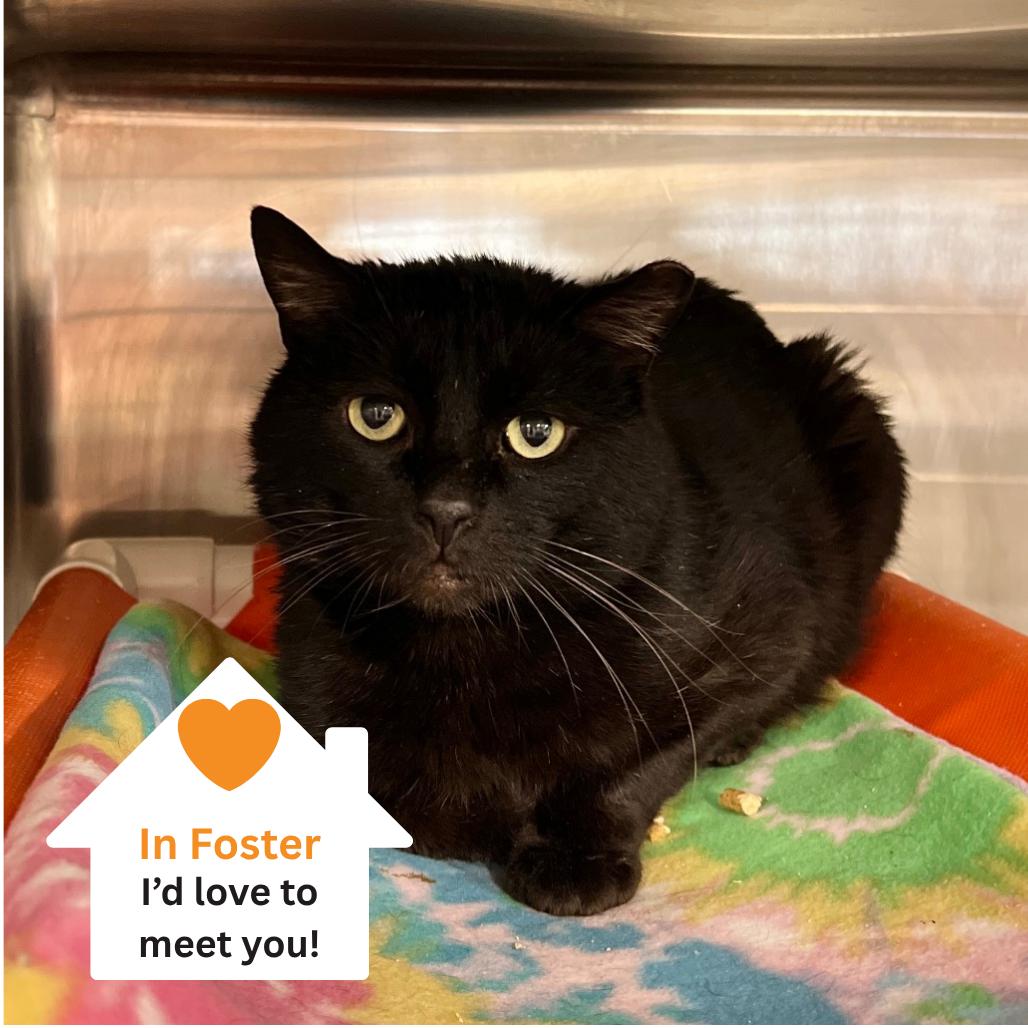 Lunar Rover, a Adoptable Domestic Short Hair in Salt Lake City, UT image 5/6