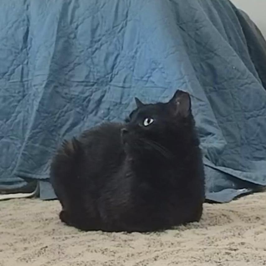 Lunar Rover, a Adoptable Domestic Short Hair in Salt Lake City, UT image 2/2