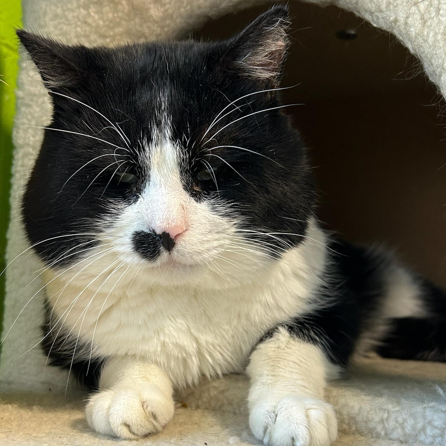 Enlarge Frank, a ADOPTABLE mixed breed in Bolingbrook, IL image 5/5