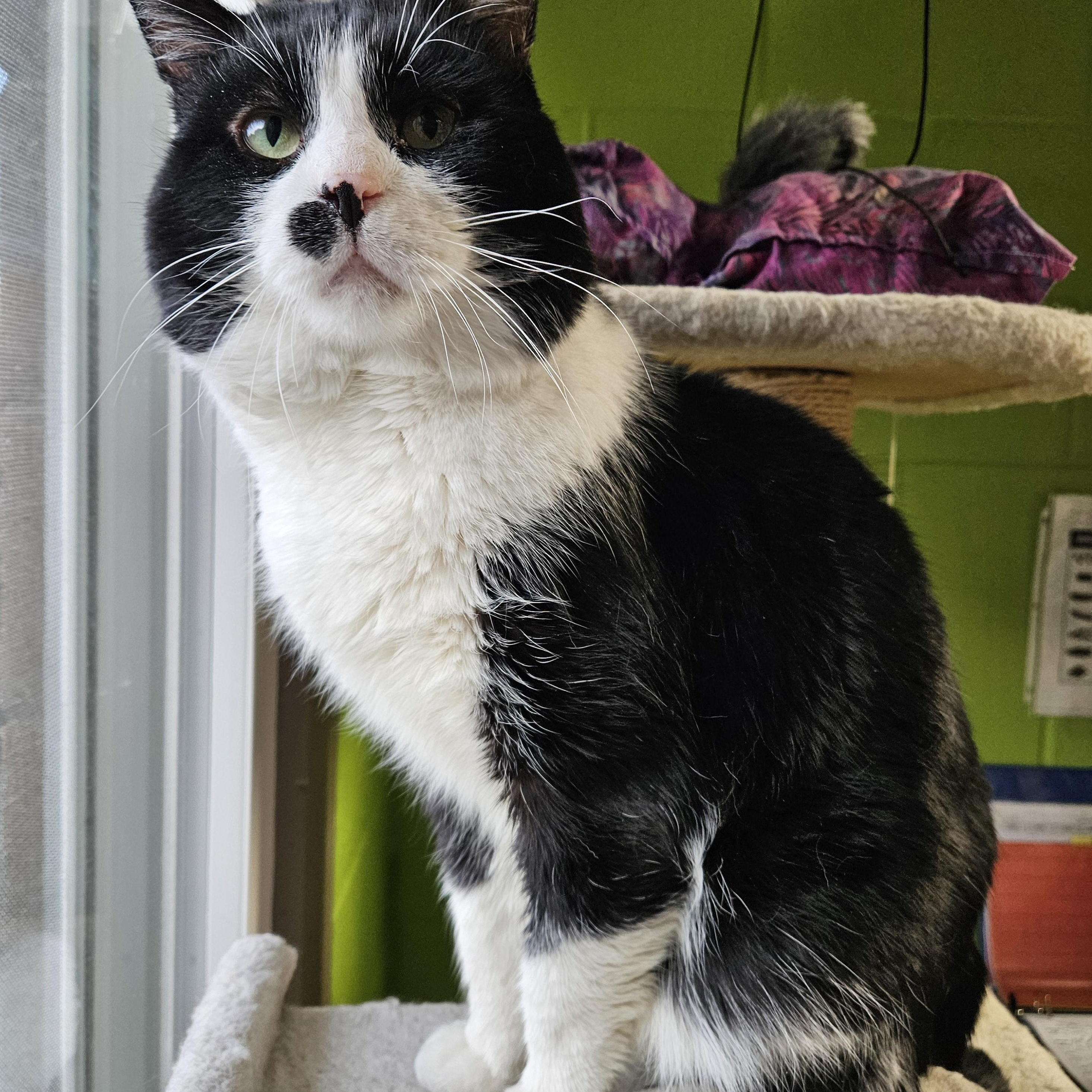 Enlarge Frank, a ADOPTABLE mixed breed in Bolingbrook, IL image 2/5