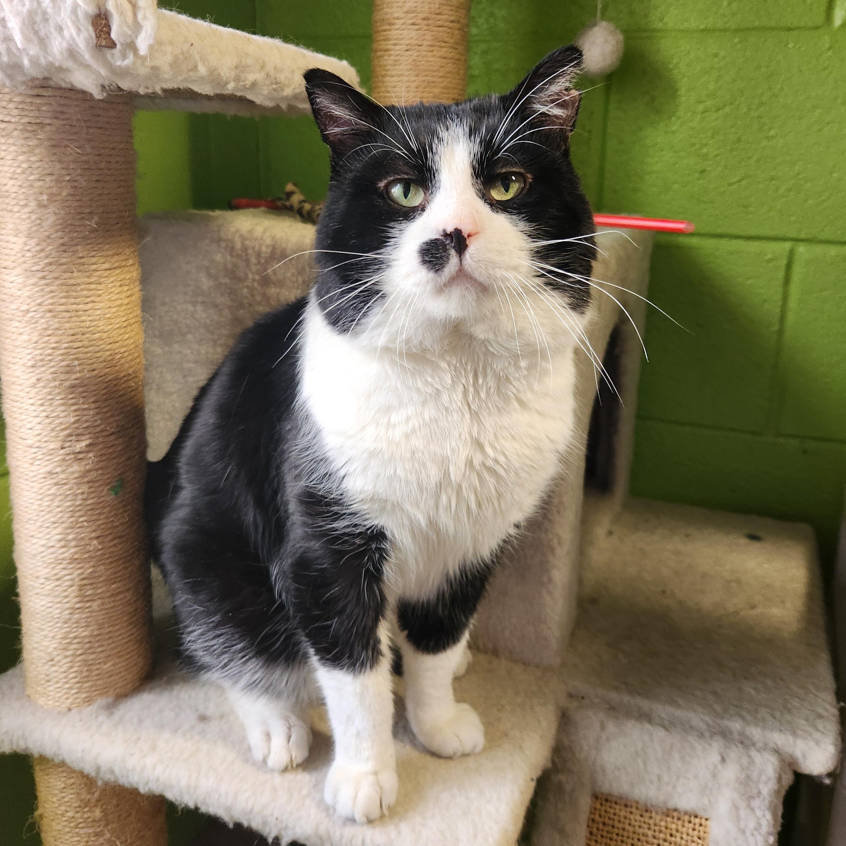 Frank, ADOPTABLE, Adult Male Domestic Short Hair.