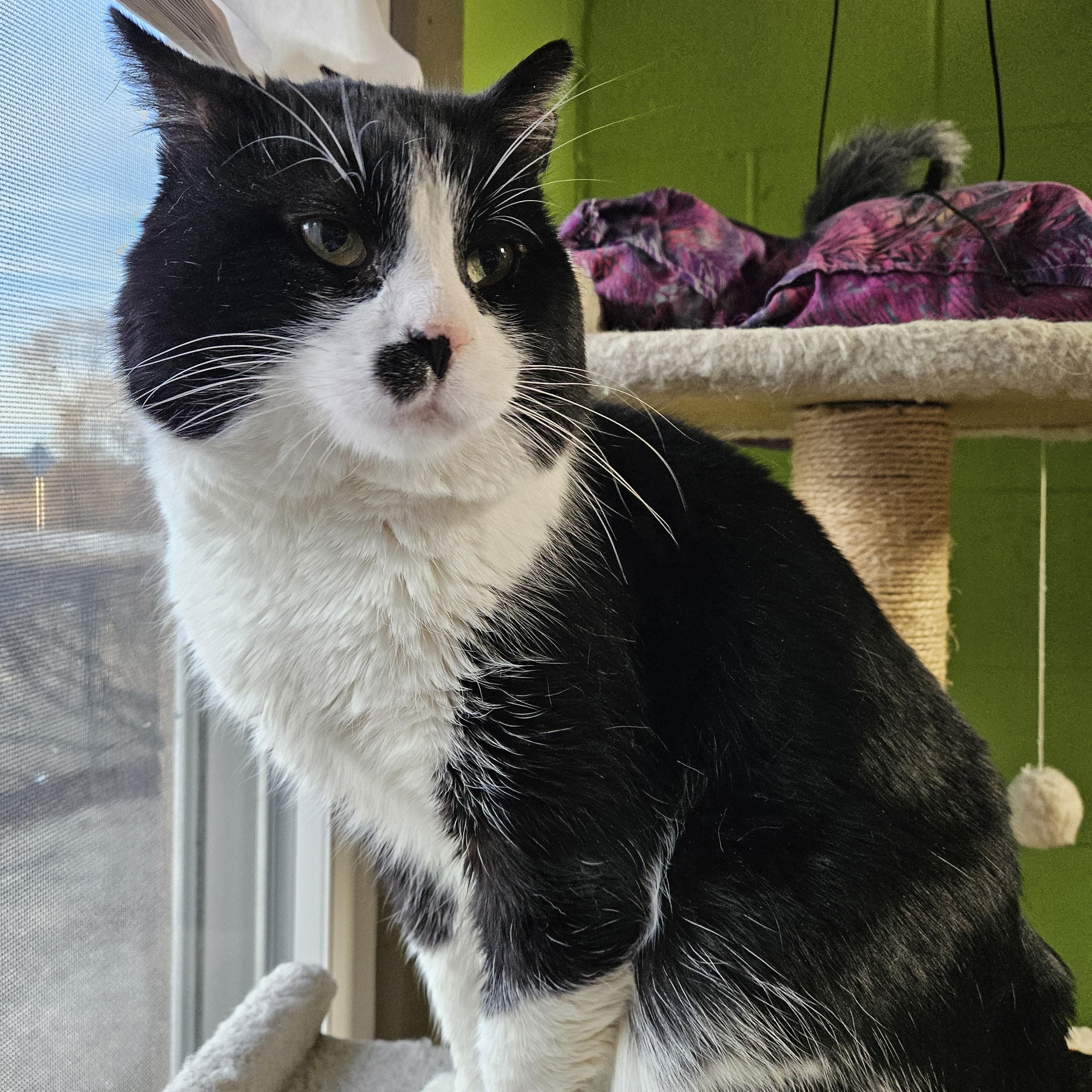 Enlarge Frank, a ADOPTABLE mixed breed in Bolingbrook, IL image 3/5
