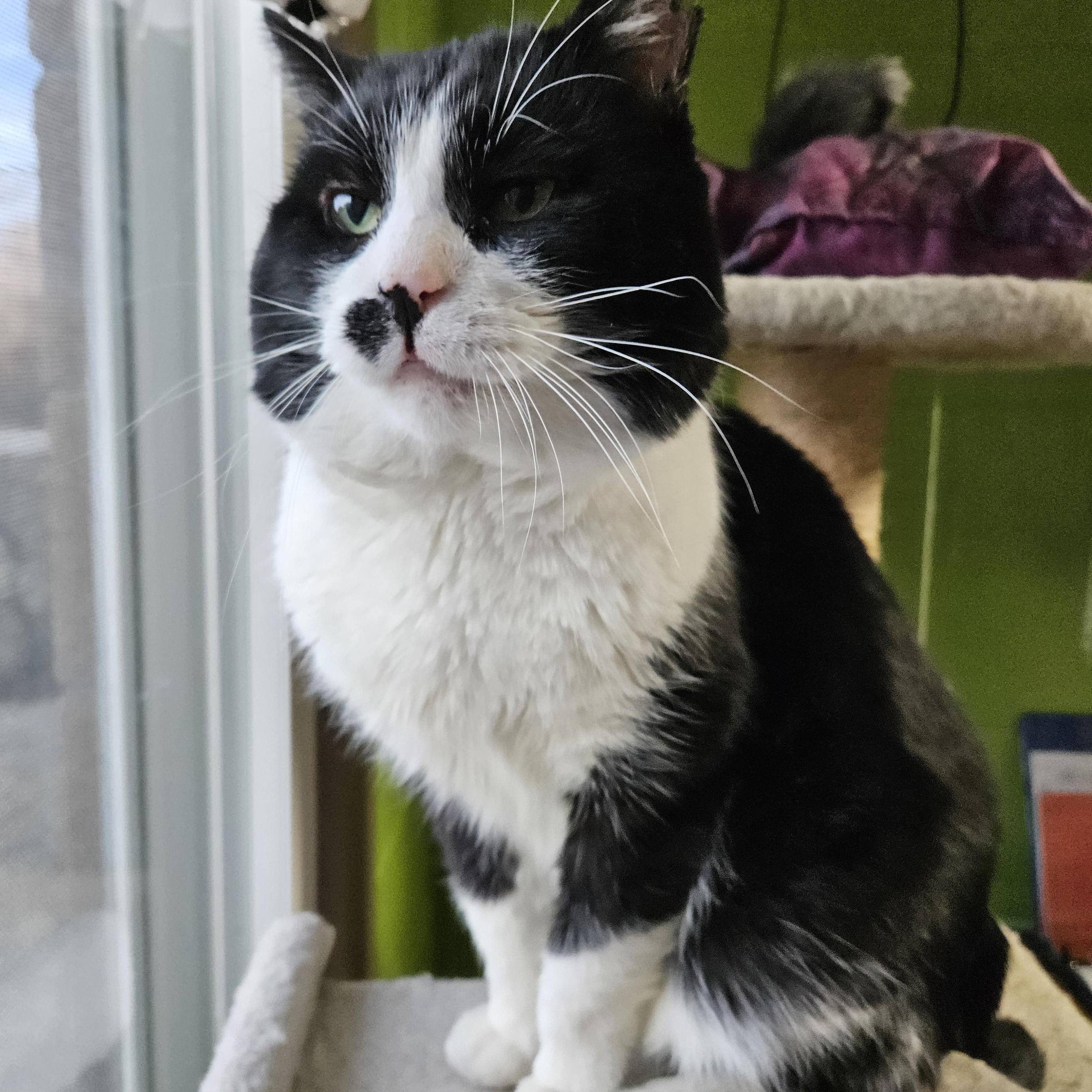 Enlarge Frank, a ADOPTABLE mixed breed in Bolingbrook, IL image 4/5