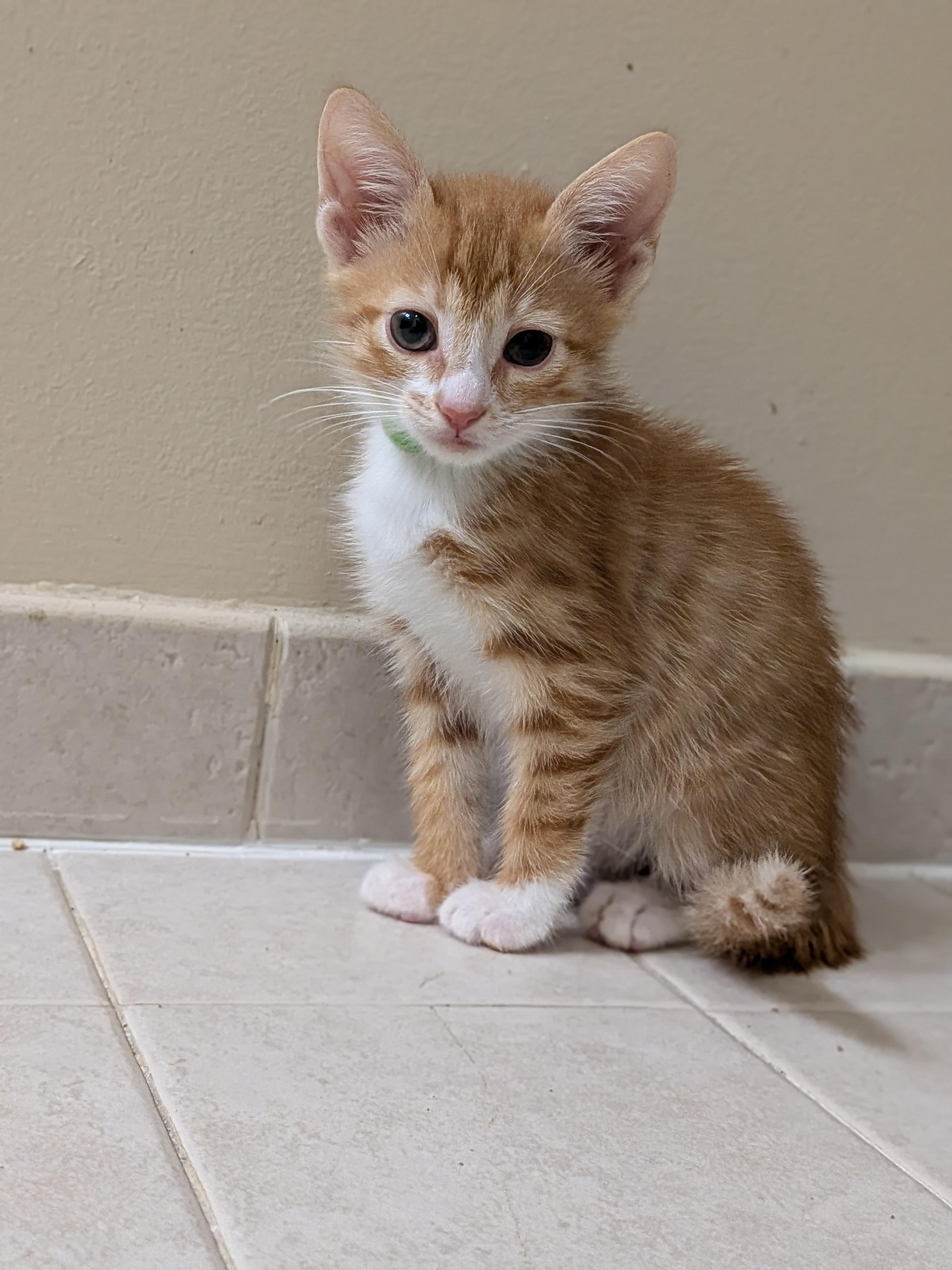 Enlarge Biff, a Adoptable mixed breed in Morris Plains, NJ image 1/3