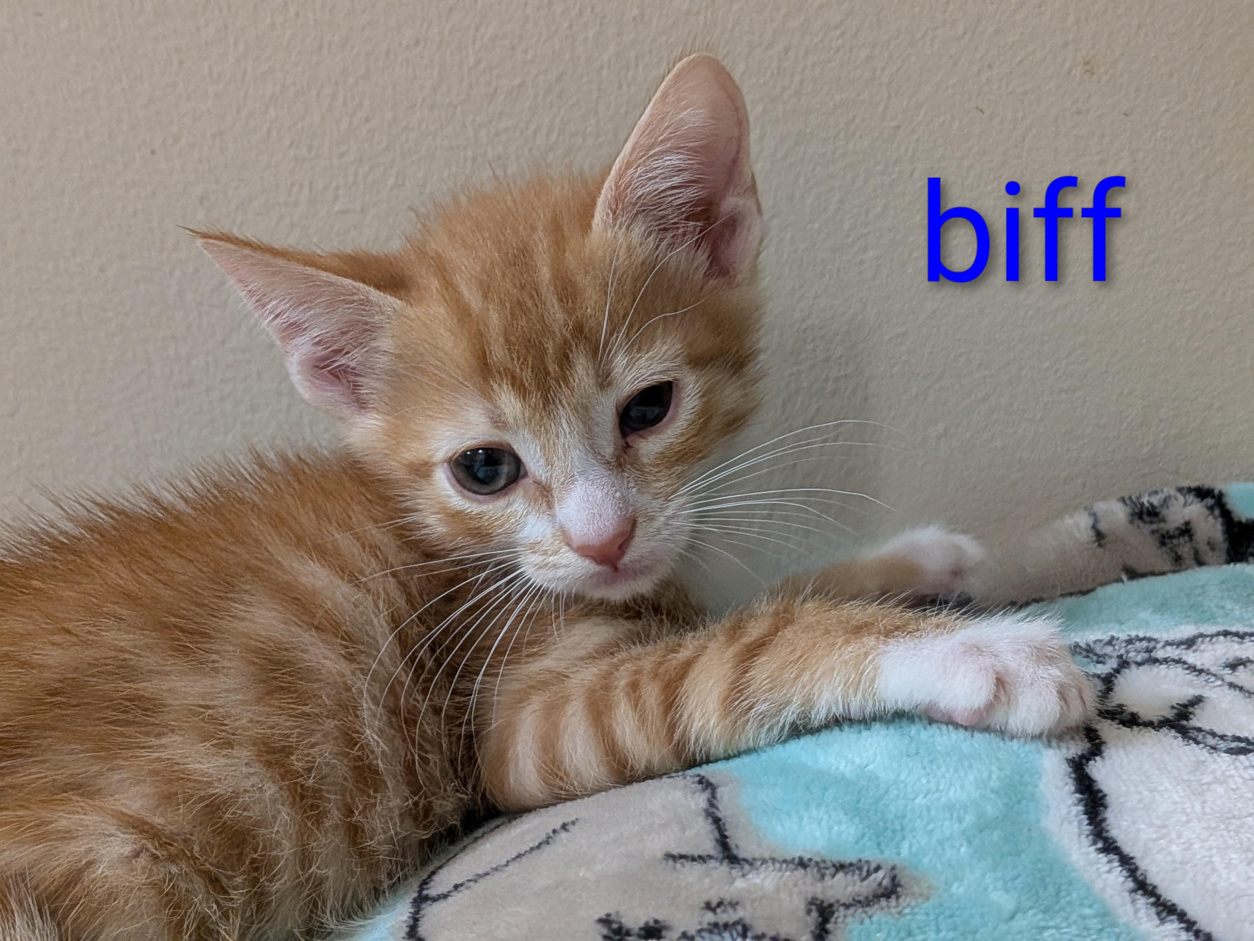 Enlarge Biff, a Adoptable mixed breed in Morris Plains, NJ image 2/3