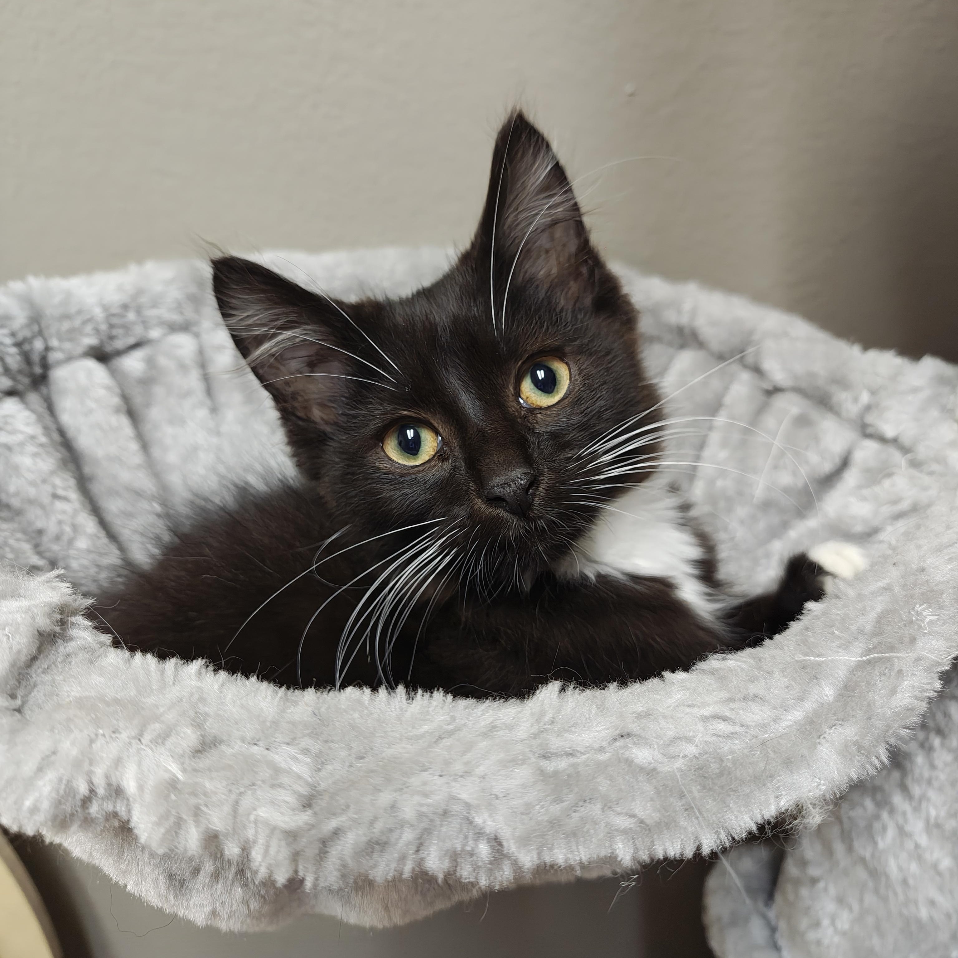 Slippers, Adoptable, Kitten Male Domestic Medium Hair.
