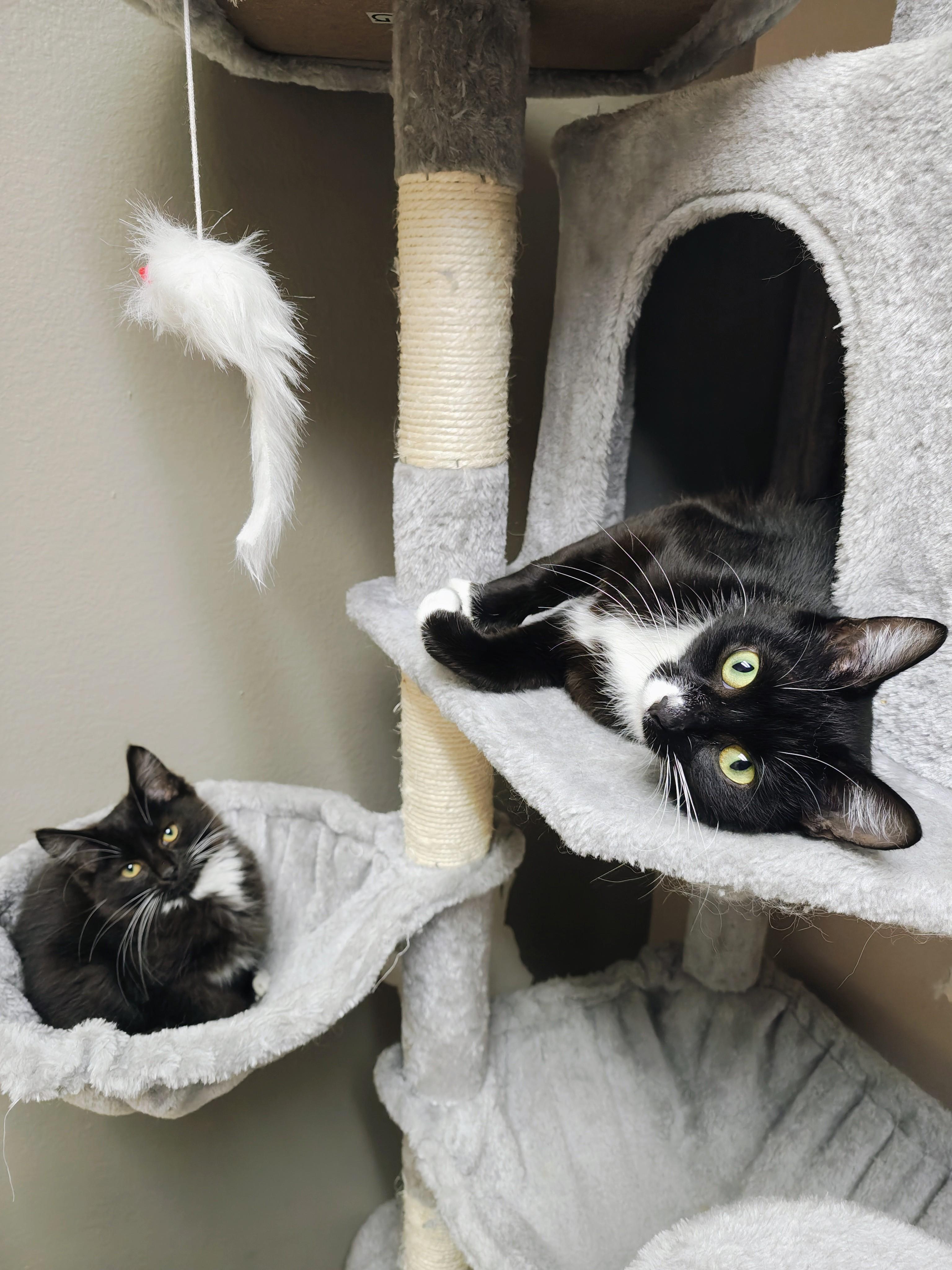 Enlarge Slippers, a Adoptable Domestic Medium Hair in Oconto, WI image 4/4